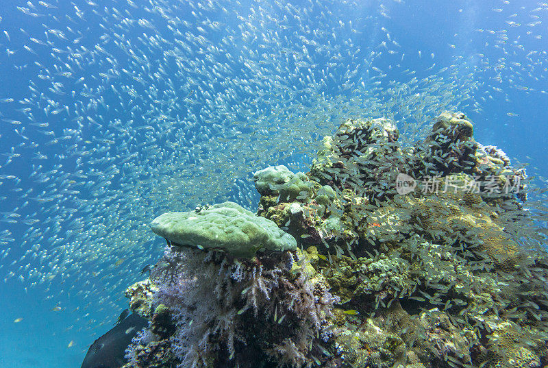 浅滩玻璃鱼又名侏儒清扫鱼(Parapriacanthus ransonneti)在珊瑚礁生态系统海洋环境，寇哈群岛，安达曼海，甲米，泰国。